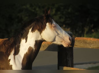 Paint Horse, Caballo castrado, 5 años, 145 cm, Overo-todas las-capas