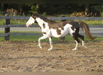 Paint Horse, Caballo castrado, 5 años, 145 cm, Overo-todas las-capas