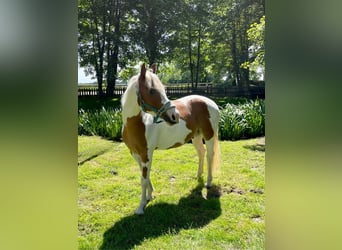 Paint Horse, Caballo castrado, 5 años, 145 cm, Tobiano-todas las-capas