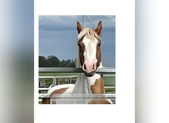 Paint Horse, Caballo castrado, 5 años, 145 cm, Tobiano-todas las-capas