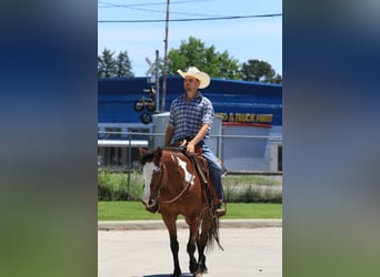 Paint Horse, Caballo castrado, 5 años, 147 cm, Castaño rojizo