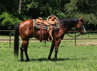 Paint Horse, Caballo castrado, 5 años, 147 cm, Castaño rojizo