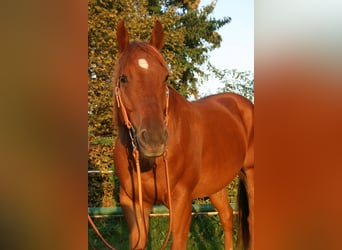 Paint Horse, Caballo castrado, 5 años, 150 cm, Alazán