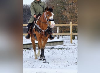 Paint Horse Mestizo, Caballo castrado, 5 años, 150 cm, Castaño