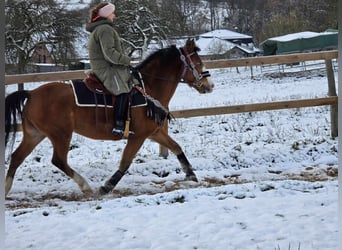 Paint Horse Mestizo, Caballo castrado, 5 años, 150 cm, Castaño