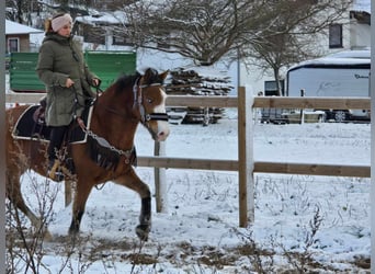 Paint Horse Mestizo, Caballo castrado, 5 años, 150 cm, Castaño