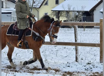 Paint Horse Mestizo, Caballo castrado, 5 años, 150 cm, Castaño