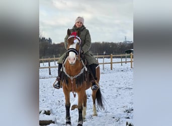 Paint Horse Mestizo, Caballo castrado, 5 años, 150 cm, Castaño