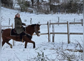 Paint Horse Mestizo, Caballo castrado, 5 años, 150 cm, Castaño