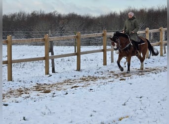 Paint Horse Mestizo, Caballo castrado, 5 años, 150 cm, Castaño