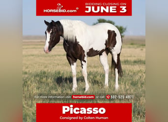 Paint Horse, Caballo castrado, 5 años, 150 cm, Pío