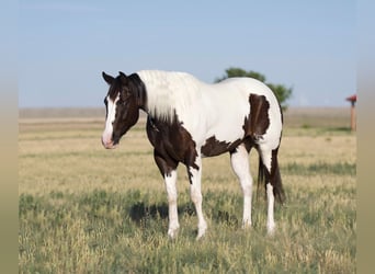 Paint Horse, Caballo castrado, 5 años, 150 cm, Pío