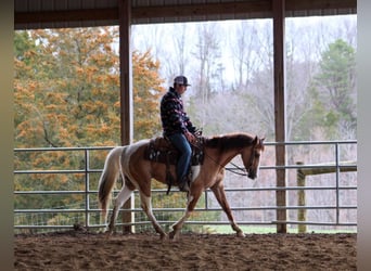 Paint Horse, Caballo castrado, 5 años, 152 cm, Bayo