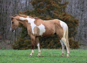 Paint Horse, Caballo castrado, 5 años, 152 cm, Bayo