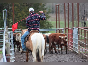 Paint Horse, Caballo castrado, 5 años, 152 cm, Bayo