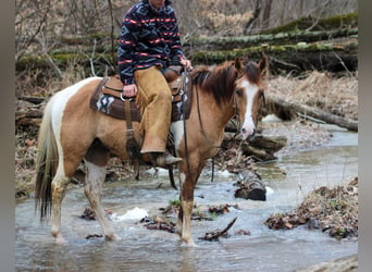 Paint Horse, Caballo castrado, 5 años, 152 cm, Bayo