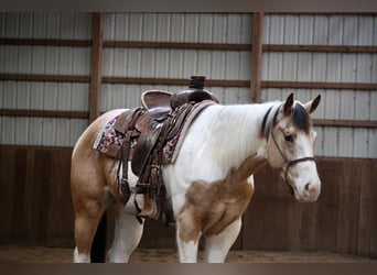 Paint Horse, Caballo castrado, 5 años, 152 cm, Buckskin/Bayo