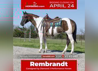Paint Horse, Caballo castrado, 5 años, 152 cm, Grullo
