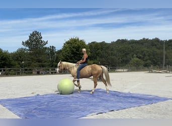 Paint Horse, Caballo castrado, 5 años, 152 cm, Palomino