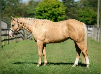 Paint Horse, Caballo castrado, 5 años, 152 cm, Palomino