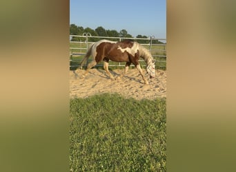 Paint Horse, Caballo castrado, 5 años, 152 cm, Pío