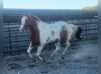 Paint Horse Mestizo, Caballo castrado, 5 años, 152 cm, Tobiano-todas las-capas