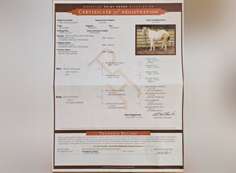 Paint Horse, Caballo castrado, 5 años, 152 cm, Tobiano-todas las-capas