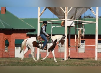 Paint Horse, Caballo castrado, 5 años, 152 cm, Tobiano-todas las-capas