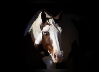 Paint Horse, Caballo castrado, 5 años, 152 cm, Tobiano-todas las-capas