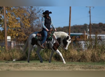 Paint Horse, Caballo castrado, 5 años, 152 cm, Tobiano-todas las-capas