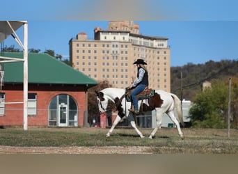 Paint Horse, Caballo castrado, 5 años, 152 cm, Tobiano-todas las-capas