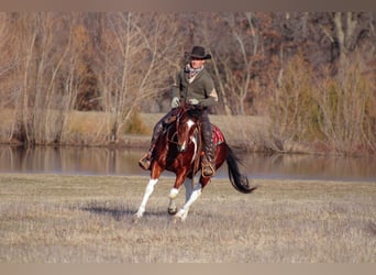 Paint Horse, Caballo castrado, 5 años, 152 cm, Tobiano-todas las-capas