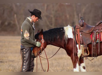 Paint Horse, Caballo castrado, 5 años, 152 cm, Tobiano-todas las-capas