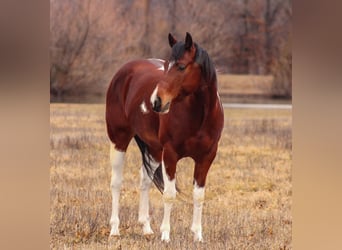 Paint Horse, Caballo castrado, 5 años, 152 cm, Tobiano-todas las-capas