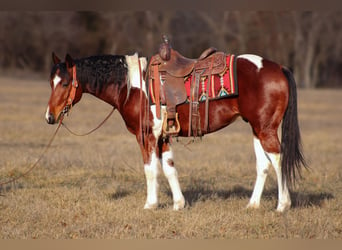 Paint Horse, Caballo castrado, 5 años, 152 cm, Tobiano-todas las-capas