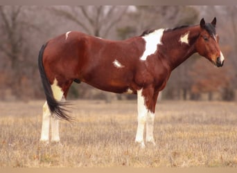 Paint Horse, Caballo castrado, 5 años, 152 cm, Tobiano-todas las-capas