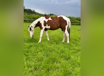 Paint Horse, Caballo castrado, 5 años, 153 cm, Tobiano-todas las-capas