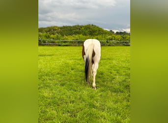 Paint Horse, Caballo castrado, 5 años, 153 cm, Tobiano-todas las-capas