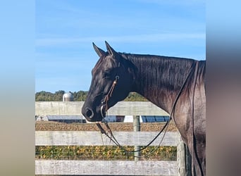 Paint Horse, Caballo castrado, 5 años, 155 cm, Grullo