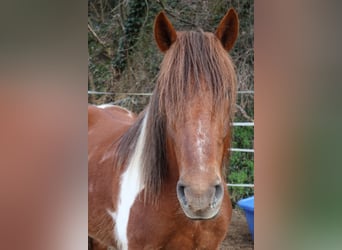 Paint Horse Mestizo, Caballo castrado, 5 años, 155 cm, Pío