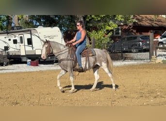Paint Horse, Caballo castrado, 5 años, 155 cm, Sabino