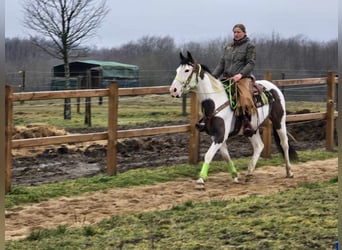 Paint Horse, Caballo castrado, 5 años, 155 cm, Tovero-todas las-capas