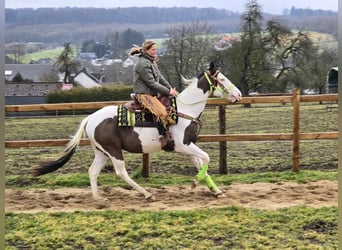 Paint Horse, Caballo castrado, 5 años, 155 cm, Tovero-todas las-capas