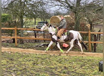 Paint Horse, Caballo castrado, 5 años, 155 cm, Tovero-todas las-capas