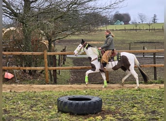 Paint Horse, Caballo castrado, 5 años, 155 cm, Tovero-todas las-capas