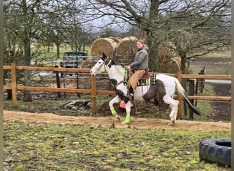 Paint Horse, Caballo castrado, 5 años, 155 cm, Tovero-todas las-capas