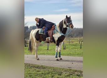 Paint Horse, Caballo castrado, 5 años, 156 cm, Pío