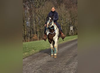 Paint Horse, Caballo castrado, 5 años, 156 cm, Pío