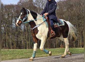 Paint Horse, Caballo castrado, 5 años, 156 cm, Pío