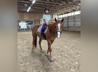 Paint Horse, Caballo castrado, 5 años, 157 cm, Alazán-tostado